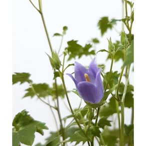 [평창]고산초롱, 3개