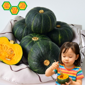 [산지직송] 제주 미니 단호박 밤호박 보우짱, 1박스, 2kg, (로얄과) 밤호박