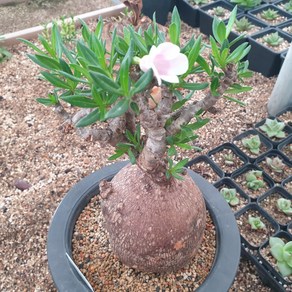 [수암다육] 파키포디움 비스피노숨 랜덤발송 Pachypodium bispinosum 다육 다육이 다육식물 568, 1개