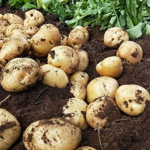 국내산 포슬포슬 노지 햇감자, 1박스, 5kg 왕특(개당 160g내외)