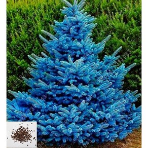 [나무씨앗] 은청가문비나무 Blue Spruce 100립