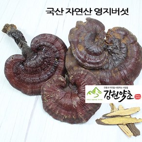 국산 자연산 영지버섯300g 강원도 에서 채취한 자연산 영지버섯 을 판매 합니다., 특상품 200g, 1개, 300g