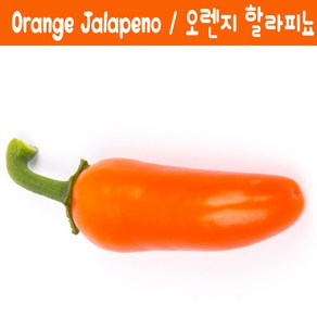 Jalapeño Oange / 오렌지 할라피뇨 페퍼 희귀 고추 매운고추 특수작물, 1개