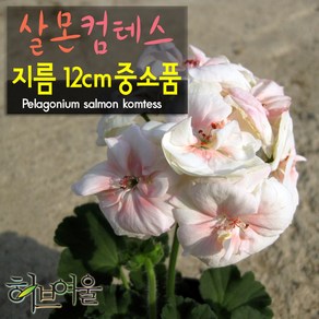 [허브여울제라늄] 살몬컴테스 (살몬콤테스) 지름 12cm 중소품화분, 1개