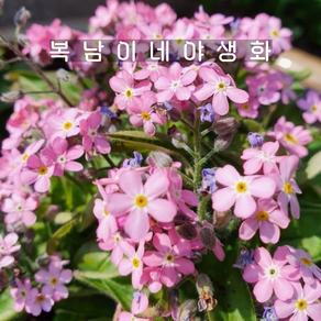 분홍 물망초 [4포트 복남이네야생화 마이오소티스 실바 myosotis osylva], 4개