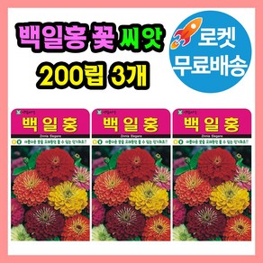 백일홍 씨앗 (합 600립 )꽃씨 혼합씨앗 종자 관상용, 3개