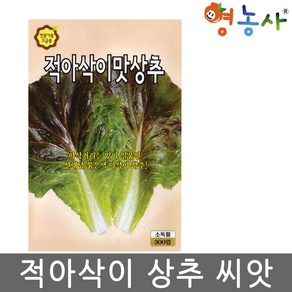 적 아삭이 상추씨앗 300립 빨간 아삭이상추씨 종자 키우기, 적아삭이맛상추씨앗, 1개