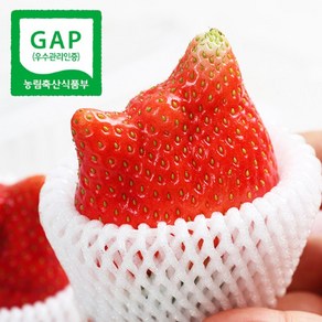 당일수확 논산 홍희 딸기 특 이상 / GAP / 산지직배송, 1박스, 700g(왕특)