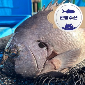 [산방수산] 제주산 돌돔 활어회 필렛/회포장/통생선, 500g - 1kg 미만, 통생선, 부산물포함하지않음, 1개