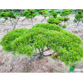 반송나무 조경 소나무 묘목 15년생, 반송 15년생 이상, 1개