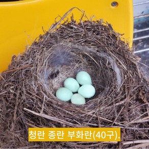 [국대과일촌] 난각번호 1번 자연방사 청란 유정란 초란 부화란, 청란초란, 30구, 1개