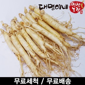 금산인삼 오쿠용 1회분 세척 인삼 수삼 난발 원삼(250g)