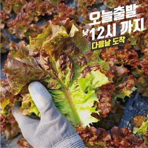 꽃상추 1kg 한박스 당일포장 농가직송, 1개