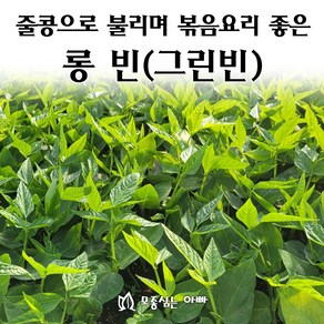 [모종심는아빠] 길다란 뱀처럼 생겨 볶음요리에 좋은 롱빈 줄콩 채두, 6개, 모종