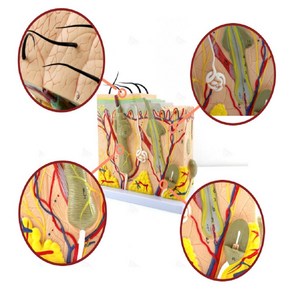 해면 조직 피부 모형 피부과 단면 (50배), 1개