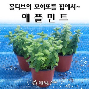 [모종심는아빠] 몰디브의 모히또를 편안하게 집에서도~ 애플민트 허브 모종