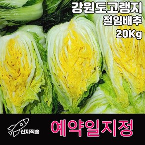 바른청년먹거리 강원도 고랭지 절임배추 20kg 배추 김장 김치