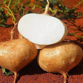 [품질보장] 연중구매가능한 베트남직수입 히카마 jicama 멕시코감자, 1세트, 5kg