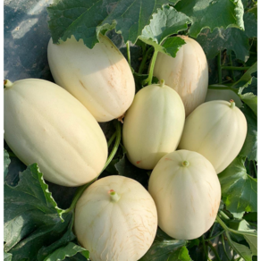 [공작소]산지직송 고당도 메론 경북 고령 설향멜론, 1박스, 고당도 설향메론 2kg (3-5과)