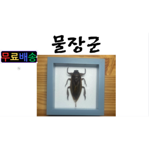 곤충표본 물장군 표본, 1개