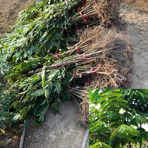 [모든원예조경] 참죽나무 묘목 가죽나무 (실생1년생) 특묘 참죽묘목 약재나무, 1년생 특묘, 1개