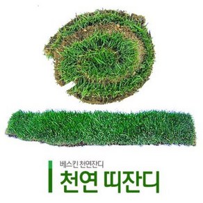 천연잔디 띠잔디 양잔디 켄터키블루그래스