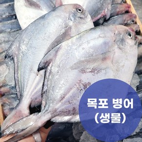 제철 목포 국산 병어 당일조업 산지직송