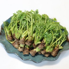 [한정판] 제철나물 국내산 향긋한 참두릅, 1세트, 500g