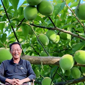 6월4일부터 순차발송 [하동 서윤규농가] 하동 청매실 상 10kg / 하동매실, 1박스