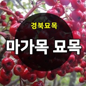 [경북농원] 마가목묘목 1년생 상묘 약용수 특용수, 1개, 마가목 1년생 상묘