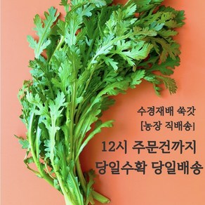 (쌈바쌈바) 산지 직배송 수경 재배 쑥갓 [국산:경남고성군], 1박스, 4kg