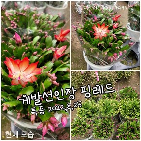 게발선인장 빨강 005 랜덤 공기정화식물/미세먼지/공기정화효과 공기정화식물