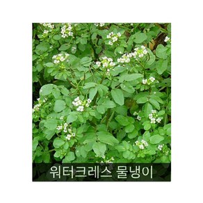 샐러드용허브 씨앗] 워터크레스 물냉이 0.1g(약60립), 1개