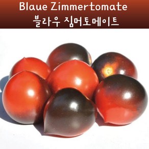 블라우 짐머토메이트 Blaue Zimmetomate 희귀 난쟁이 키작은토마토 수경재배 앉은뱅이 토마토 교육용 체험용키우기 세트