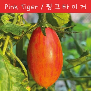 핑크 타이거 Pink Tige 방울토마토 달콤한 희귀토마토 교육체험용 키우기 세트