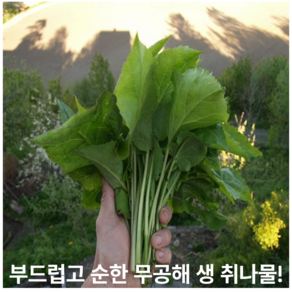 [마지막2주!] 청정산지 무공해 어린 생 취나물, 1박스, 1kg