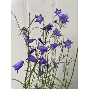 [다온야생화] N5954 실잔대 (9cm) [랜덤], 1개