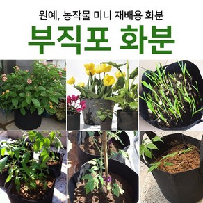 장뇌삼 3년근모종 장뇌삼 묘삼 삼모종 산삼 인삼 모종 부직포화분 /정직한사람들