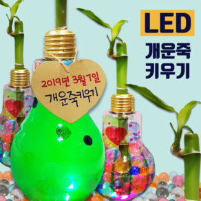 [두두엠] LED 반짝반짝 개운죽 키우기 [5인세트], 1개