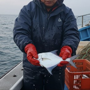 오션쿡 산지직송 한정수량 국내산 프리미엄 생물 병어, 1세트, 초신선 1kg 8미 내외