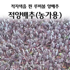 [모종심는아빠] 적자색의 루비볼 적양배추 모종 (농가용), 128개