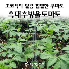 [모종심는아빠] 초코색의 달콤 짭짤한 쿠마토 흑대추방울토마토 모종, 모종, 1개
