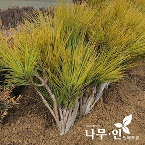 [나무인] 황금소나무 2개 접목1년 묘목