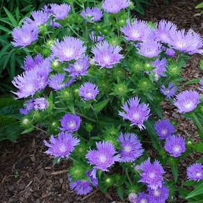 [초선지] 스토케시아 6치 블루스타 Stokesia