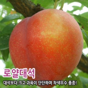 자두나무 묘목 접목1년생 맛있는 자두, 로얄대석 특상묘, 1개