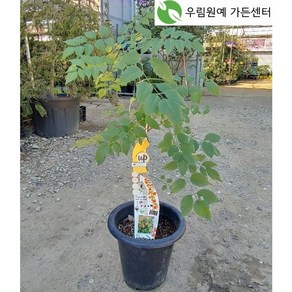 유럽능소화특선 / 마담가렌 썸머재즈 / 능소화묘목 / 우림원예가든, 1개, 썸머 재즈 골드