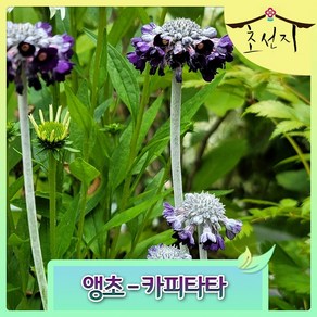 [기타][초선지] 앵초 히말라야 네팔 카피타타 Pimula Capitata 야생화, 1개