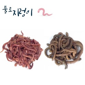 일반 지렁이 청지렁이 낚시미끼 학습용, 일반지렁이사육용흙500g, 1개