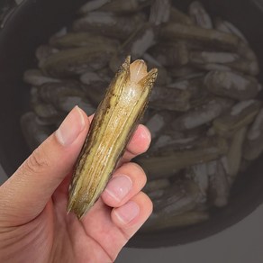 남해안 맛조개 가리맛조개 제철 1kg 산소포장, 맛조개 1kg, 1개