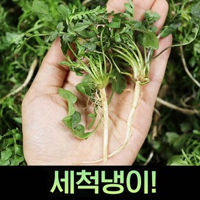 산지직송 국내산 손질 냉이나물 세척냉이 2kg, 1세트